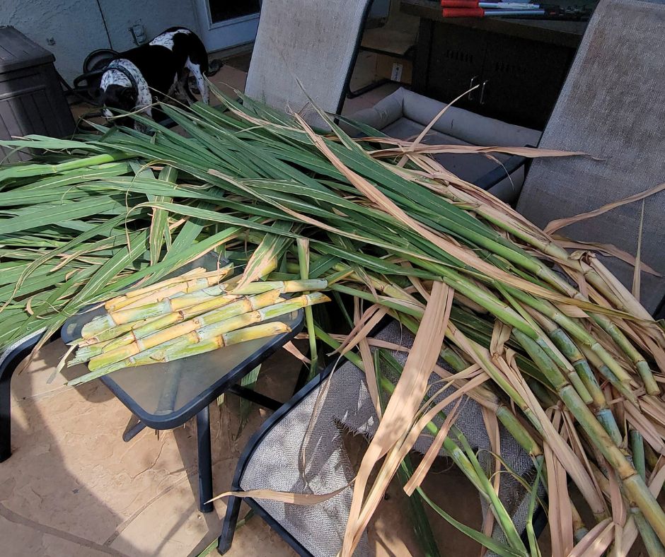Long cut stalks of sugarcane on a patio next to a dog.