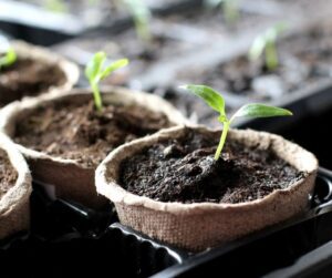 Small pepper seedlings growing in peat pots.