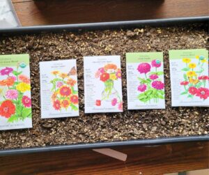 A garden tray filled with soil and zinnia flower seed packets on top.