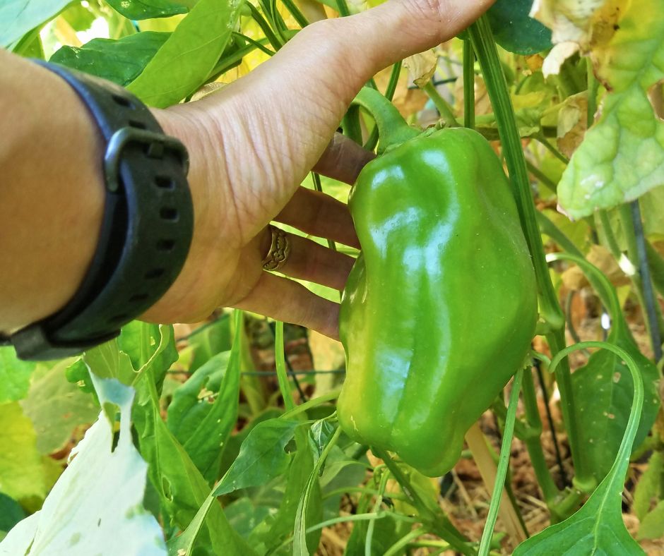 A hand reaching for a green bell pepper.