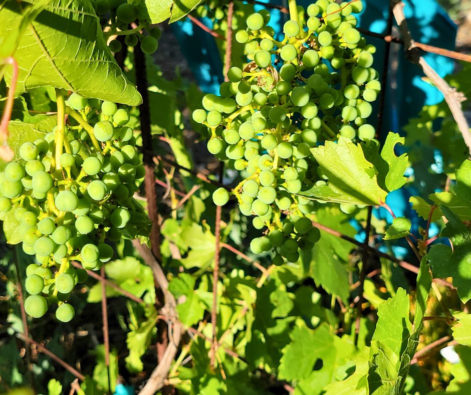 Green grape bunches growing on vines in a garden.