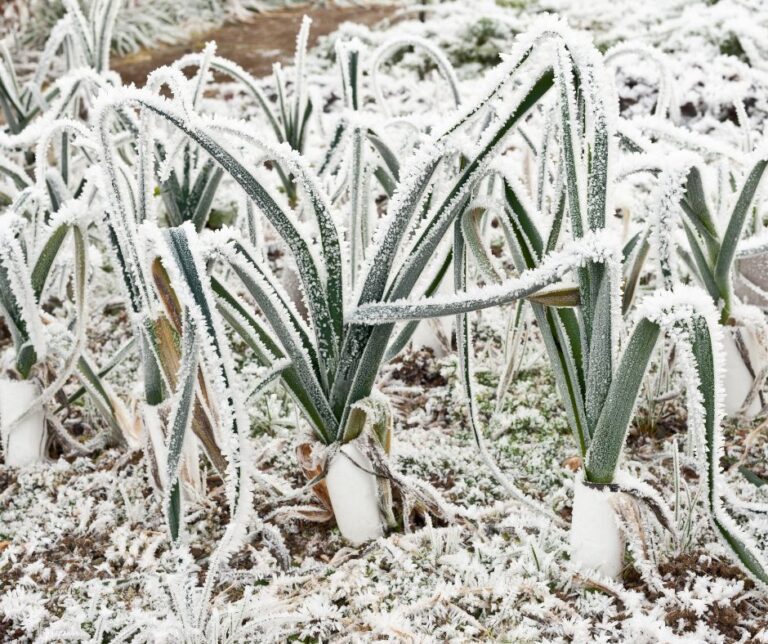 Frost covered garlic plants.