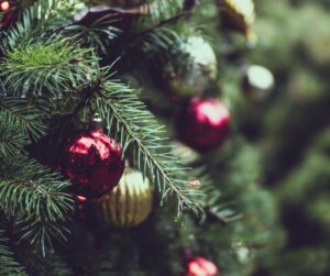 Evergreen shrub decorated with red and gold bulbs.