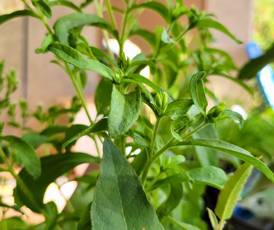 A small green stevia plant with unopened flower buds.