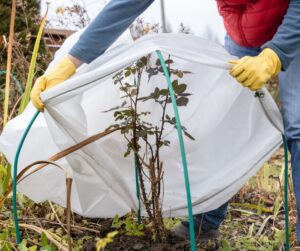 A gardener protecting a rose plant from cold weather.