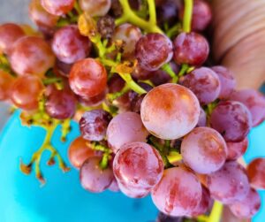 A gardener's hand holding a bunch of fresh picked grapes over a blue bowl.