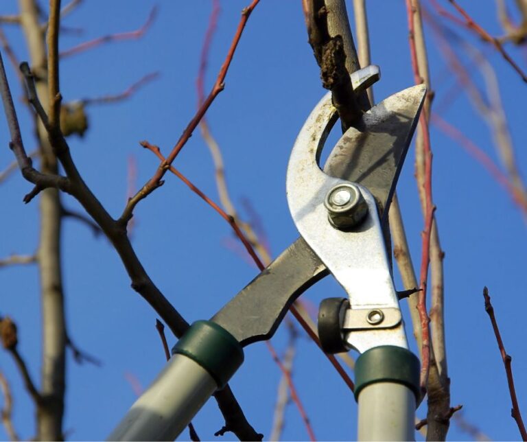A gardener trimming a tree with long handled loppers.