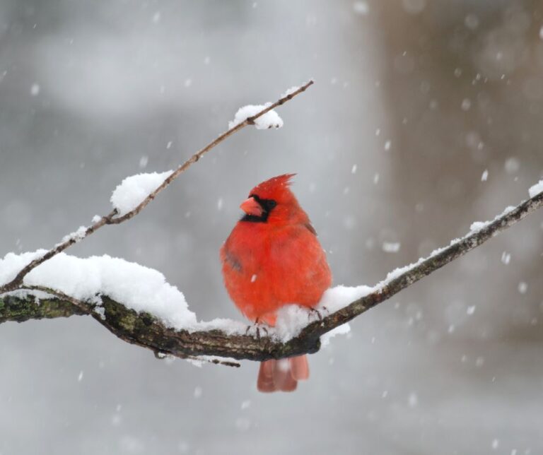 A red cardinal sitting on a snowy branch.