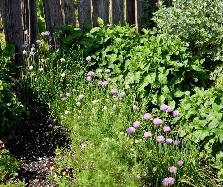 Rows of herbs growing in a garden.