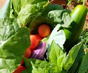 A mix of summer vegetable from a backyard garden.