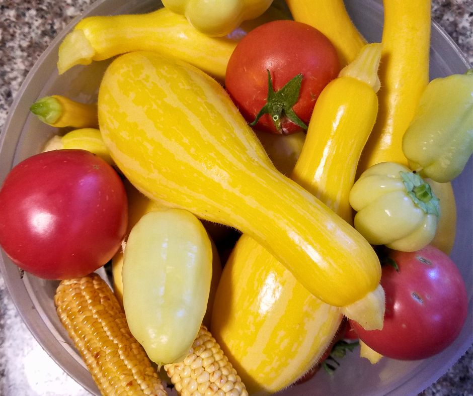 Yellow summer squash, tomatoes, and corn harvest.