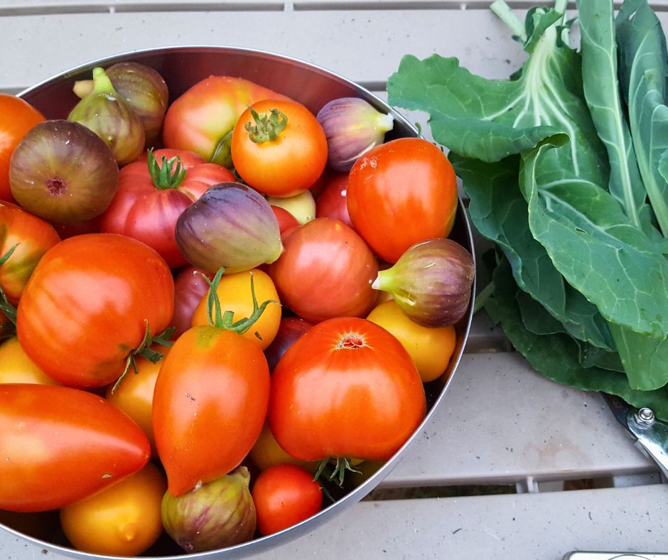 A bowl of tomatoes and figs next to a bundle of fresh greens from the garden.