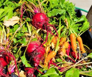 Freshly harvested red beets and orange carrots.