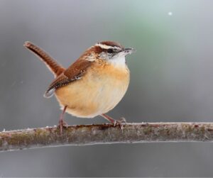 A brown and white bird perching on a branch.