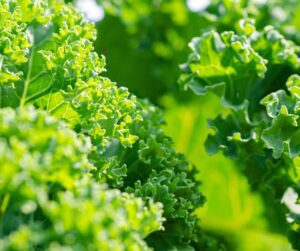 Ruffled kale leaves an easy fast growing vegetable for a sustainable garden.