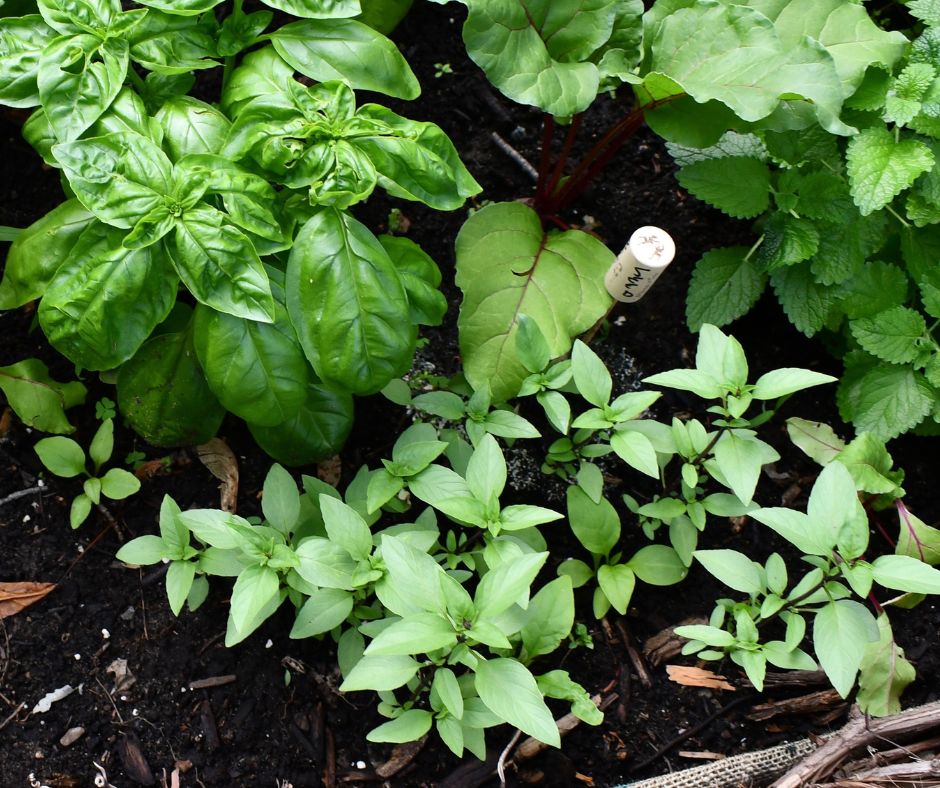Basil and mint growing in a garden grow bag.