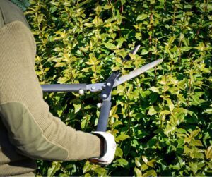 A garden trimming a privacy hedge.
