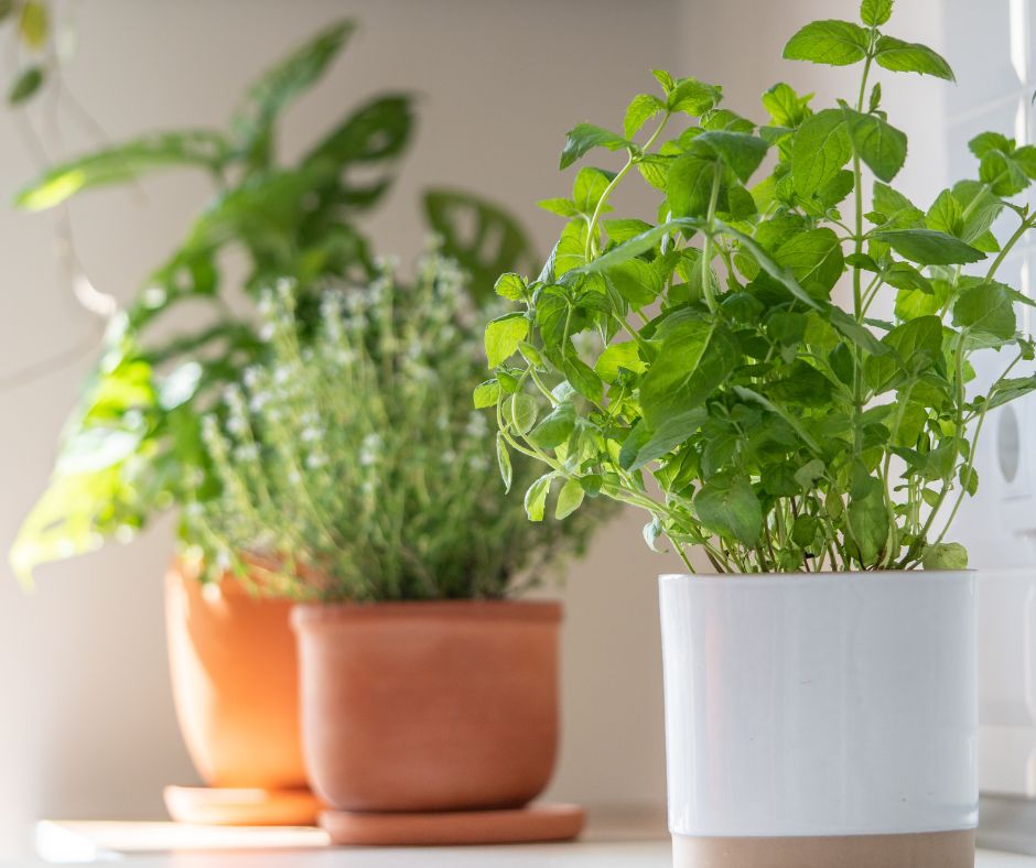 Small pots of basil, thyme and other herbs on a counter top.