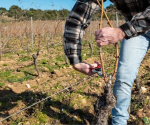 A farmer pruning grape vines.