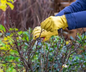 A gardener pruning a dormant bush in winter.