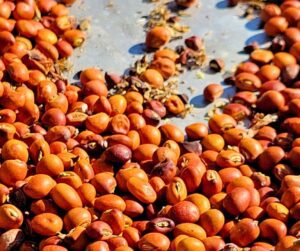 Red dried pigeon peas on a sheet.
