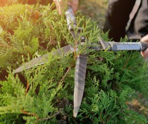 A gardener trimming an evergreen shrub with trimmers.