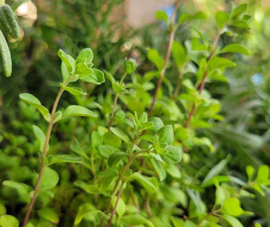 A mix of herb plants.