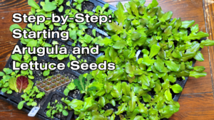 A video thumbnail with two seedling flats. Text: Step-by-Step: Starting Arugula and Lettuce seeds.