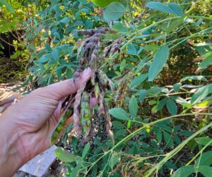 A hand holding a pigeon pea pods on a plant.