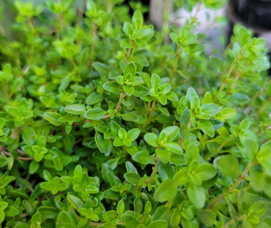 Bright green thyme leaves.