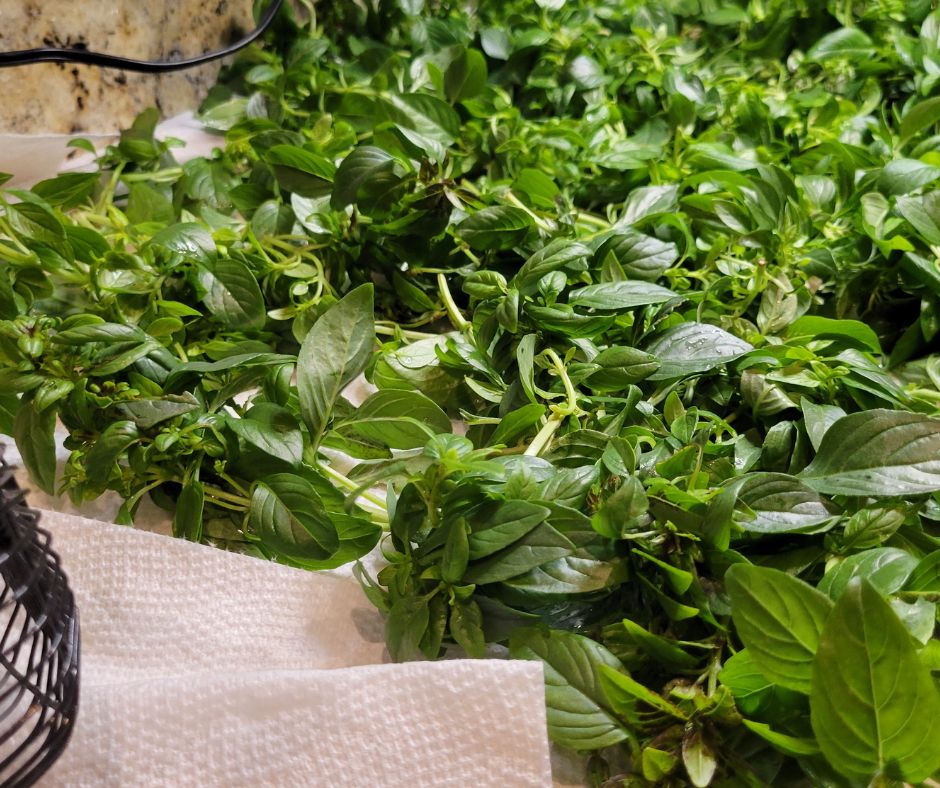 An abundant harvest of basil drying on a counter top.