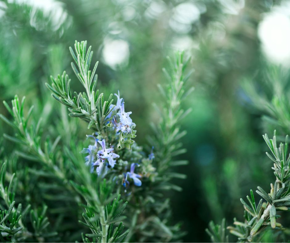 Rosemary plant with purple flowers.