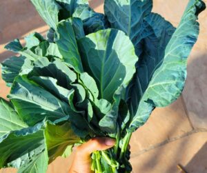 A hand holding a large bunch of fresh collard greens. An easy plant to grow for self-sufficiency.