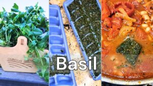 A video thumbnail with the word "basil". Images of fresh, frozen and cooking basil.