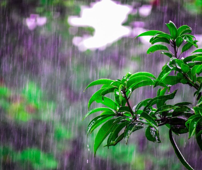 Rain falling on a fruit tree in a backyard garden.