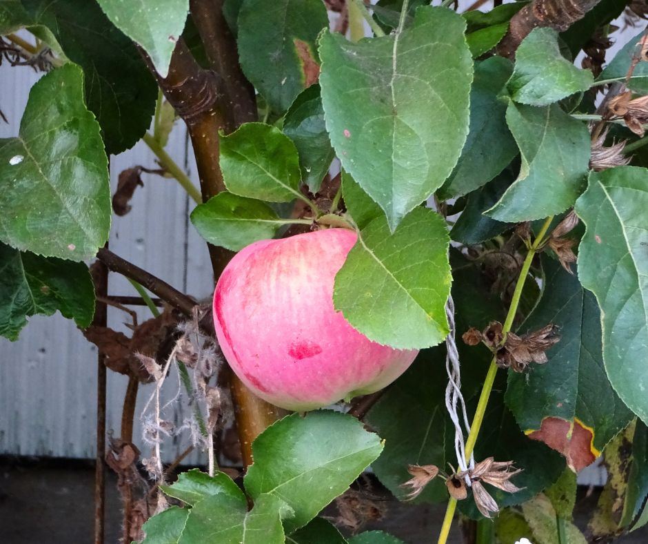 A red apple growing on a small backyard tree.
