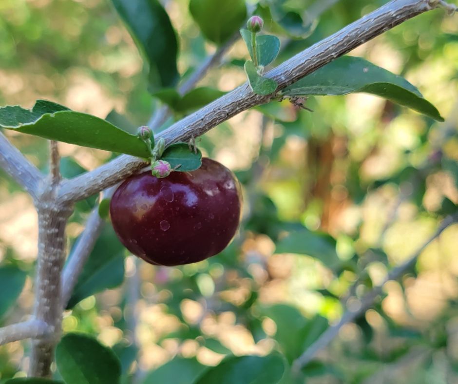 A dark red ripe Barbados cherry.