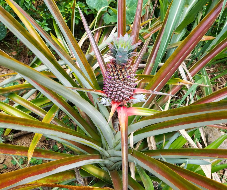 A large fruiting pineapple plant.