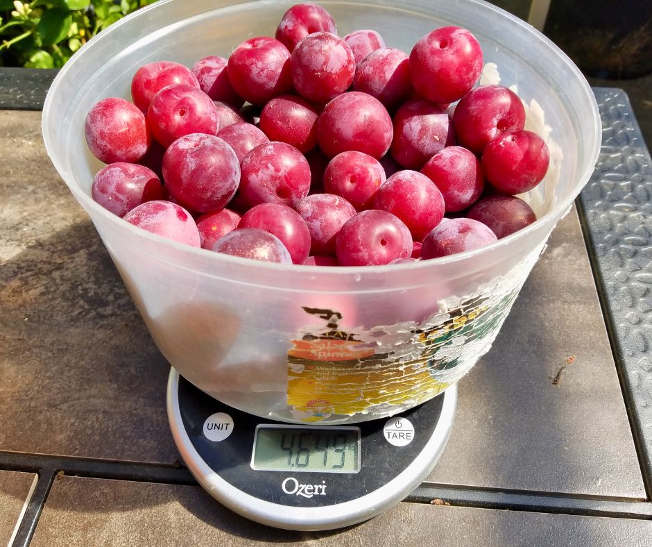 A plastic bowl of red homegrown plums.