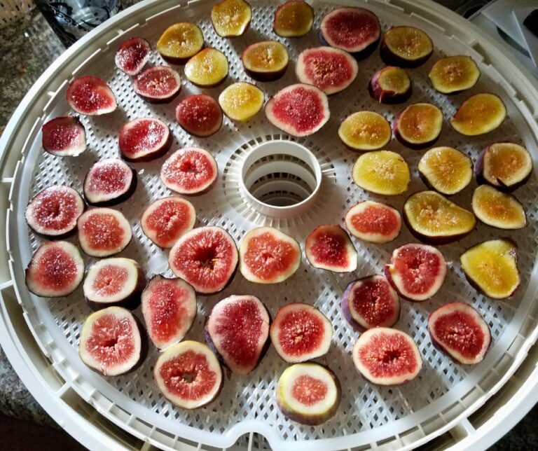 A white round dehydrator tray loaded with ripe red and yellow sliced figs.