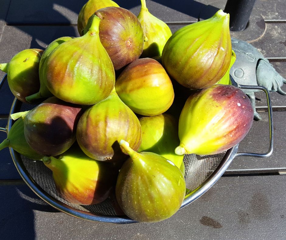 A strainer over flowing with large fresh picked figs.