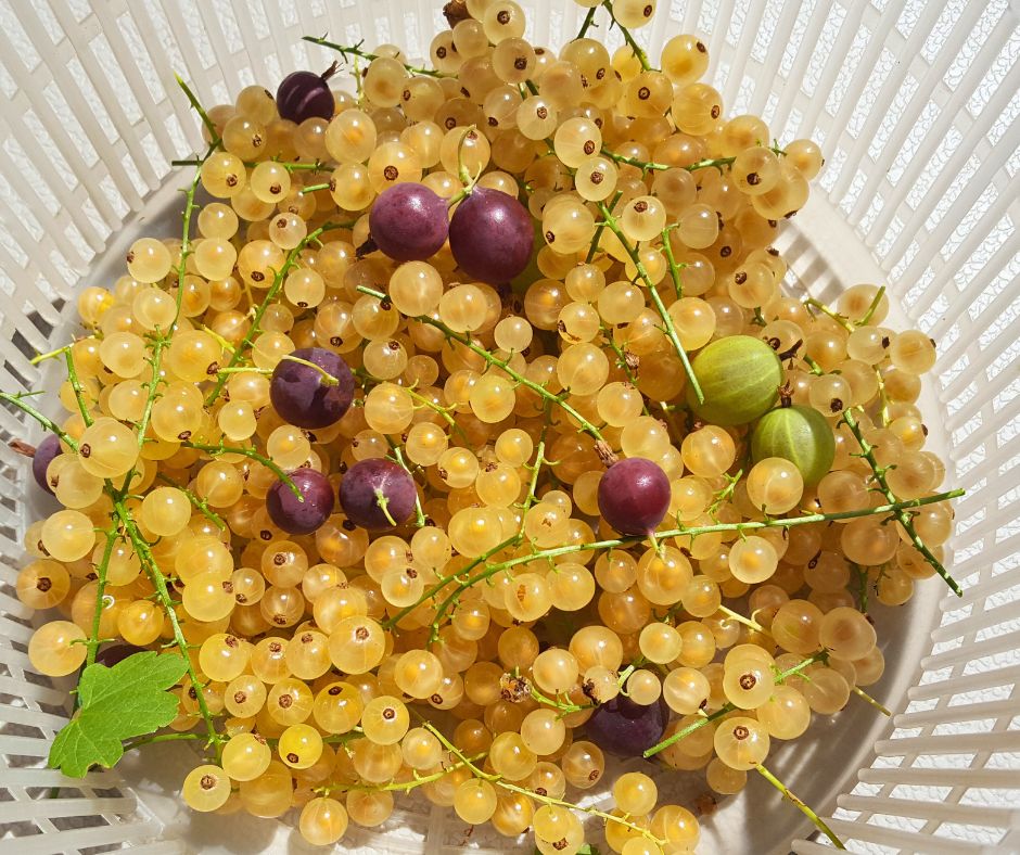 A basket of yellow and purple currents and gooseberries.