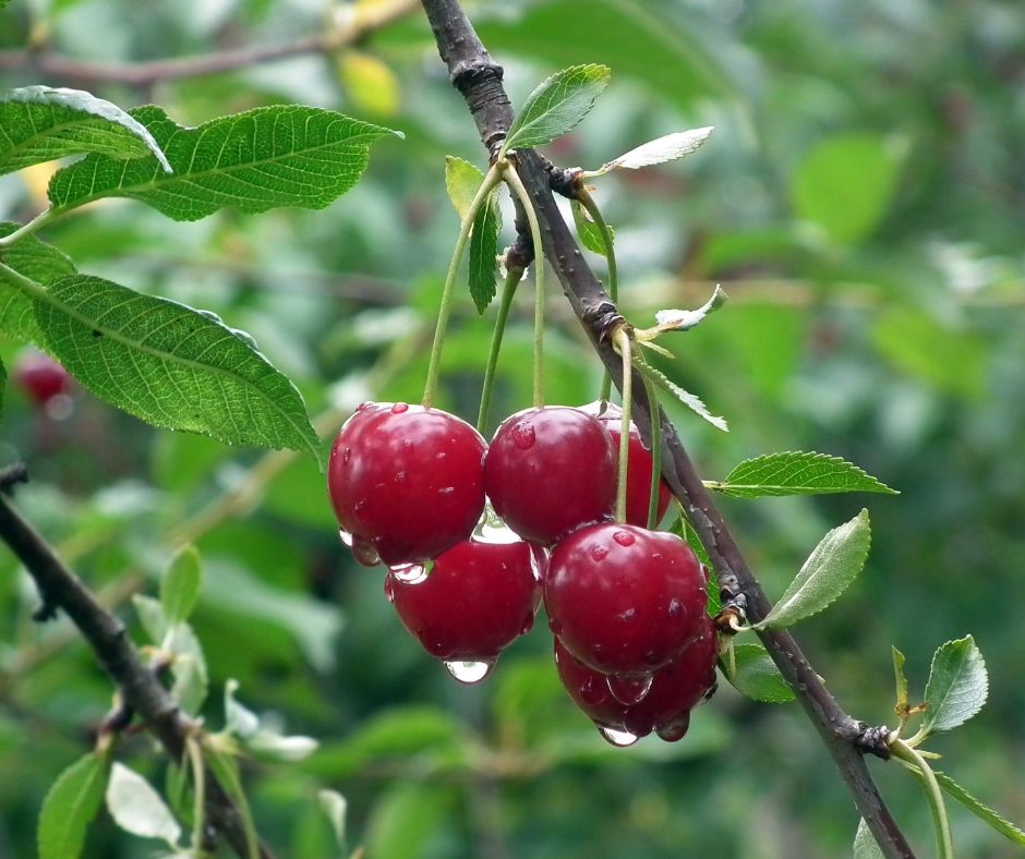 A cluster of red cherries on a garden tree.
