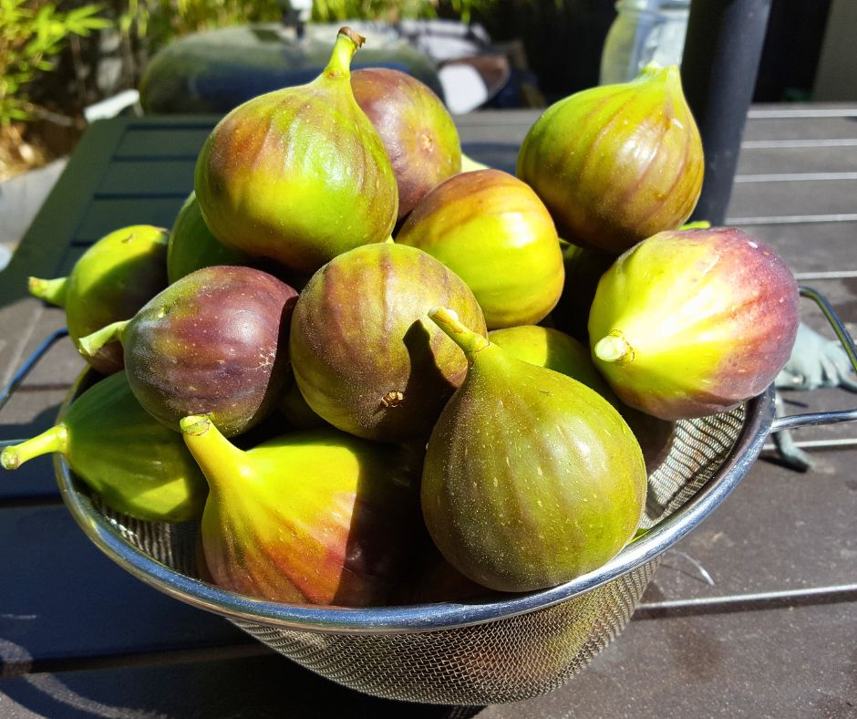 A metal basket of fresh figs harvested from a tree in a backyard garden.