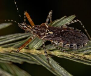 An Assassin Bug on a garden branch.