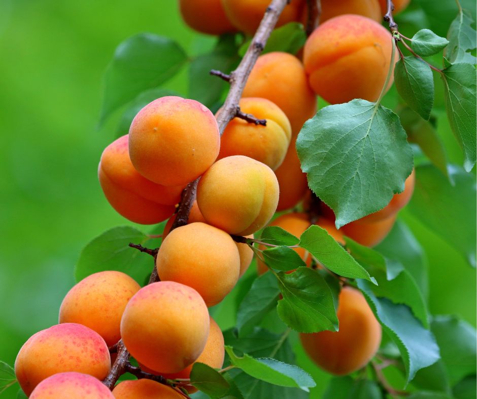 Clusters of orange apricots on a backyard trees.