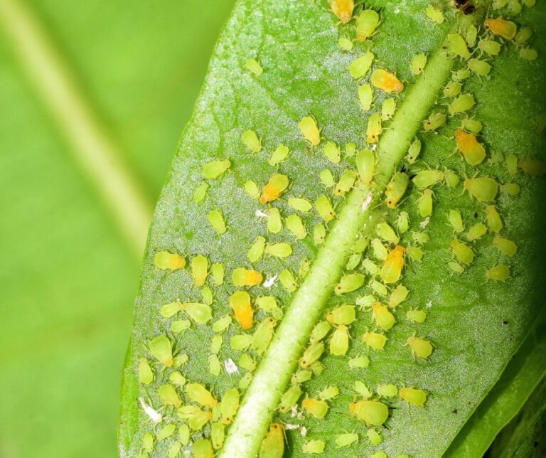 A green and yellow aphid infestation on the underside of a plant leaf.