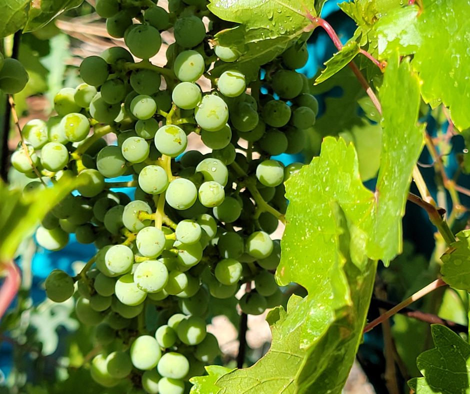 Bunches of green grapes on a patio vine.