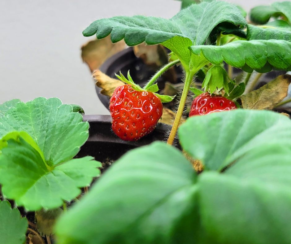 Red strawberries hanging from garden plants.