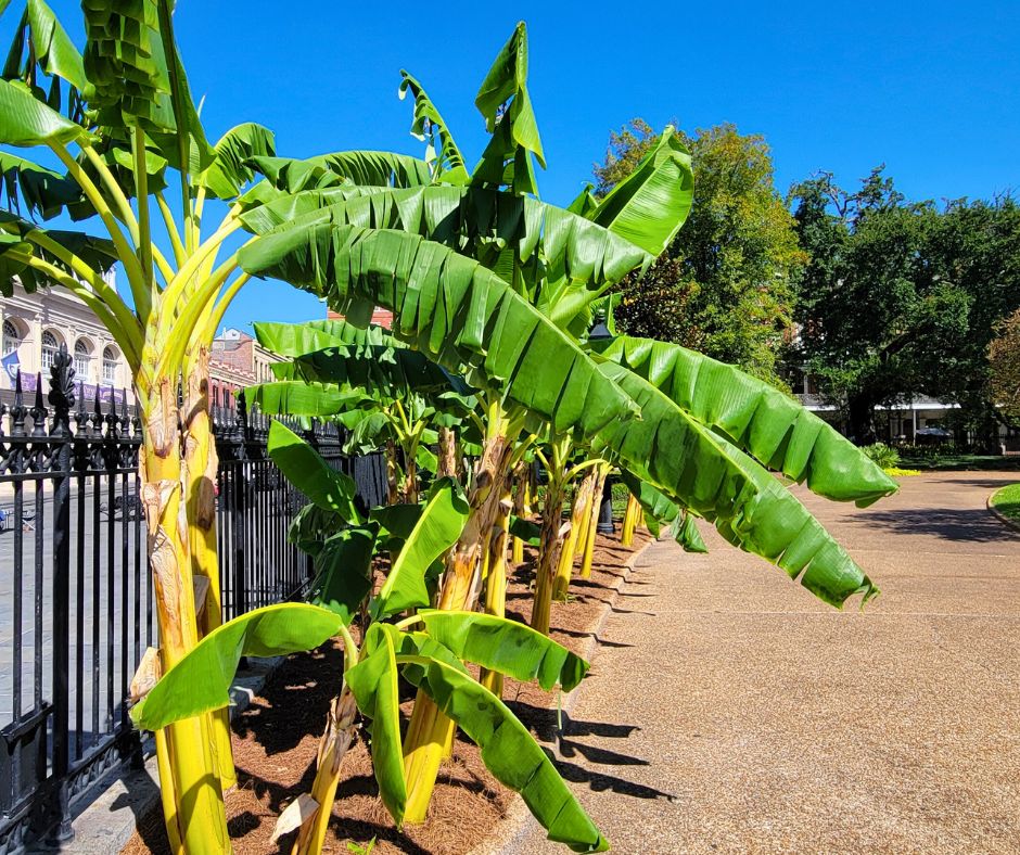 A row of Bananas in front of a fence.